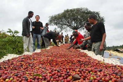 Festi Coffee : Les experts réfléchissent sur l’avenir du Café camerounais