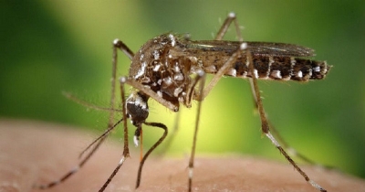 Santé : les méfaits neurologiques du virus Zika