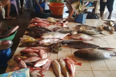 Garoua : Le poisson se fait de plus en plus rare dans les marchés de la ville