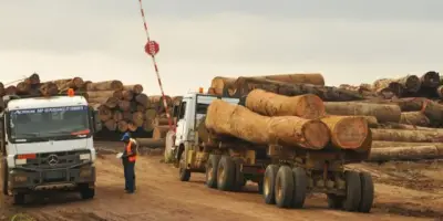 Utilisation du bois d’origine dans la commande publique : Un arrêté ministériel définit les nouvelles modalités en pratique