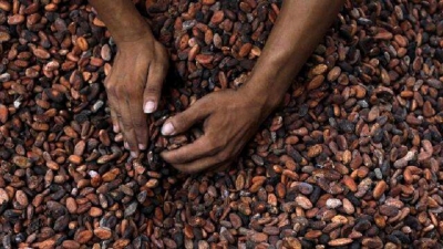 Le prix du kilogramme de cacao dans les bassins de production du Cameroun aurait atteint le maximum de 1080 FCFA