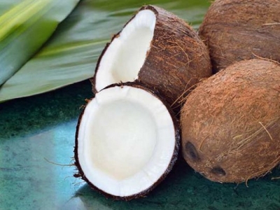 Investissements : Promotion de la culture de la noix de coco au Cameroun