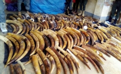 Lutte contre le braconnage : La douane camerounaise saisit 626 kg de pointes d’ivoires à Ambam