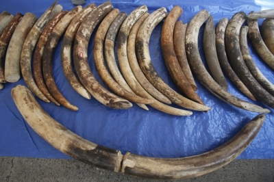 125 pointes d’ivoire et des douzaines de pièces d’ivoire saisies au port de Douala