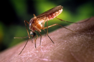 Lutte contre le paludisme: Des chercheurs camerounais mettent sur pied un insecticide non toxique