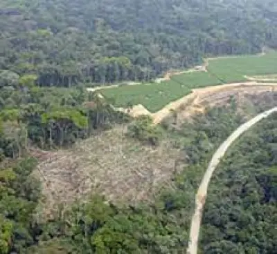 Annulation des 66.430 hectares dans la Vallée du Ntem : Une décision salutaire