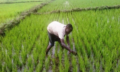 Production nationale du riz : Le Gouvernement camerounais recherche 530 jeunes riziculteurs pour booster la filière