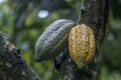 Filière-Cacao : un nouveau mécanisme de fixation des prix adopté par le Ghana et la Côte d&#039;Ivoire