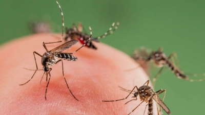 Réchauffement climatique : La malaria et la dengue présentes en Suisse