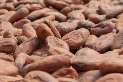 Filière Cacao au Cameroun : L’Adamaoua devient pour la première fois un bassin de production