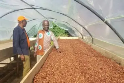 Prix du cacao : Le Cameroun enregistre pour la première fois une légère décote