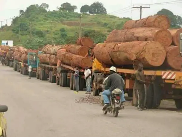 Lutte contre l’exploitation illégale des forêts : Plus de 5000 m³ d’essences de bois saisis en 2019 dans le Littoral