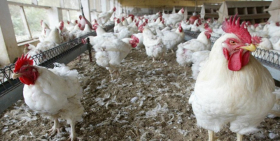 Consommation: le poulet de chair devient rare et cher au marché