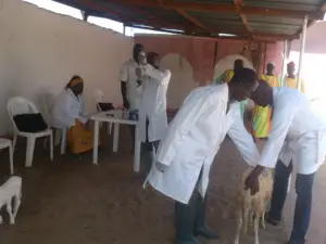 Plus de 52.000 chèvres et moutons déjà vaccinés contre la peste des petits ruminants à Bibémi
