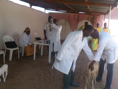 Plus de 52.000 chèvres et moutons déjà vaccinés contre la peste des petits ruminants à Bibémi