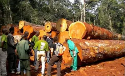 Région du Sud : 5 chefs traditionnels dans le collimateur de la justice pour exploitation illégale des forêts