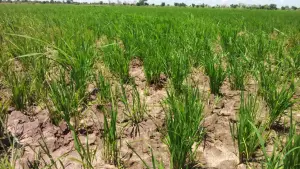 Riziculture : Près de 1400 milliards F Cfa pour relancer la filière riz au Cameroun