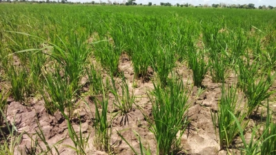 Riziculture : Près de 1400 milliards F Cfa pour relancer la filière riz au Cameroun