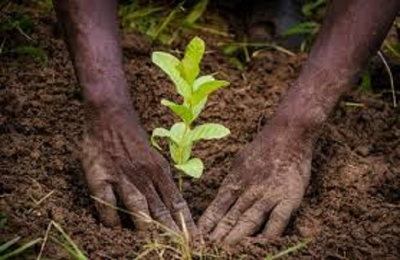 Croisade contre le changement climatique : 220.000 plants vont être mis en terre en 2019 au Cameroun