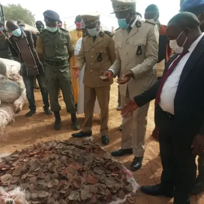 Lutte contre le trafic illicite : Environ 4 tonnes d’écailles de pangolins géants saisies à Gashiga par la douane camerounaise