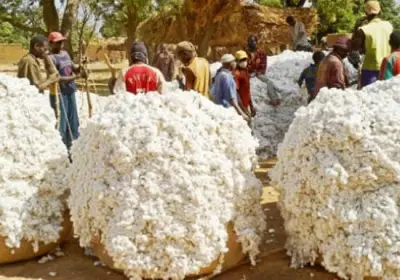 Cameroun: La Sodecoton dément les allégations d’usage du coton génétiquement modifié