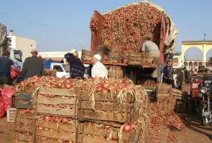 Garoua : le prix du sac d&#039;oignon varie entre 80.000 F CFA et 110.000 F CFA