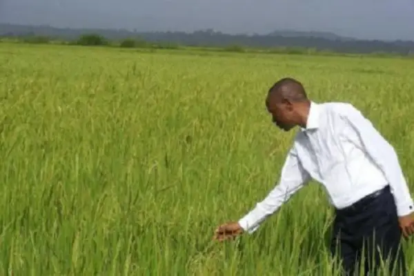 Production du riz : Une unité de décorticage pour les producteurs du Nord-Ouest