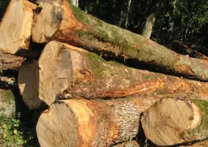 Bois : les exportations camerounaises vers l’UE ont connu une hausse de 25% en 2018