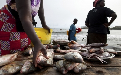 Sénégal : une baisse des débarquements de la pêche est enregistrée