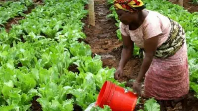 Cameroun : Une loi sur l’agriculture biologique en gestation