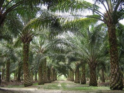 Exploitation des terres : la communauté de Nyete exprime ses inquiétudes au sujet du nouveau projet de plantation de palmiers