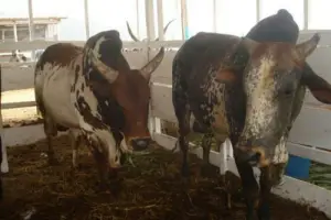 Reproduction bovine au Cameroun : Le Français Coopex Montbéliarde décroche un marché de 541 millions de FCFA