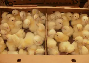 Alerte grippe aviaire : Dr Taïga interdit l’importation des poussins d’un jour et autres produits avicoles