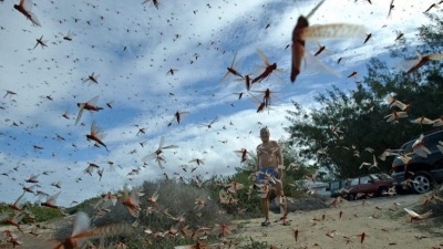 Sardaigne : invasion inédite de sauterelles