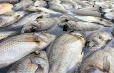 Cameroun : Environs 289 764 tonnes de poissons produits au cours des dix premiers mois de l’année 2019