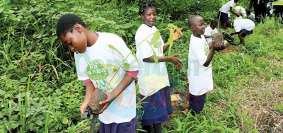 Lutte contre le changement climatique: 200 arbres plantés à Mbalmayo