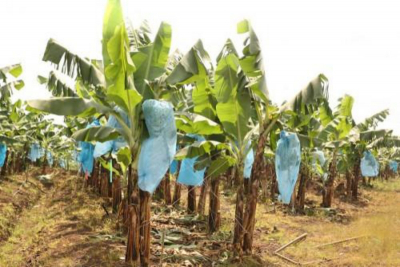 Agro-industrie : La CDC va réhabiliter 520 hectares de bananeraies en 2021