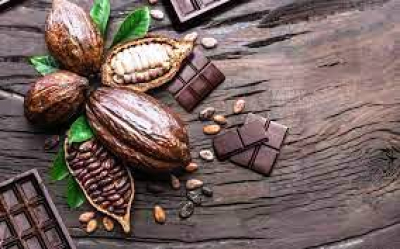 Cacao : Cinq millions de plants bientôt distribués aux cultivateurs camerounais