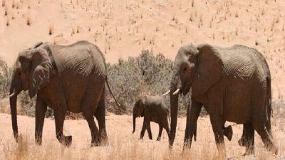 La sécheresse contraint la Namibie à la vente aux enchères des animaux sauvages
