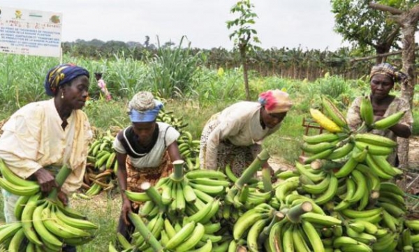 Crise sécuritaire en zone anglophone : Les producteurs de bananes se plaignent