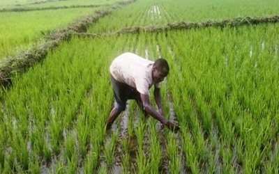 Développement des filières riz et oignons : Le FIDA entend mettre 33,3 milliards de FCFA à la disposition du Cameroun