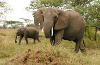 Botswana : la chasse aux éléphants de nouveau autorisée dans le pays