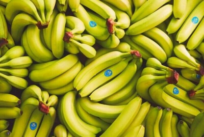 Exportations de bananes Made in Cameroon : 25% de chute enregistré au cours des neuf premiers mois de l’année 2019