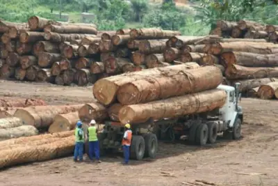 Cameroun : La crise anglophone fait baisser de 20% la production du bois entre 2018 et 2021
