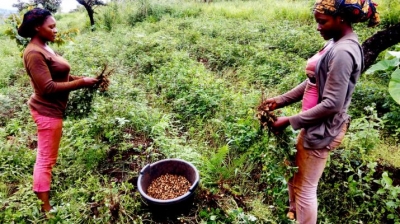 L’Irad expose les avancées de la recherche agricole à Garoua