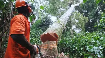 Politique forestière nationale : Le Cameroun recrute un cabinet pour la mise à jour du document