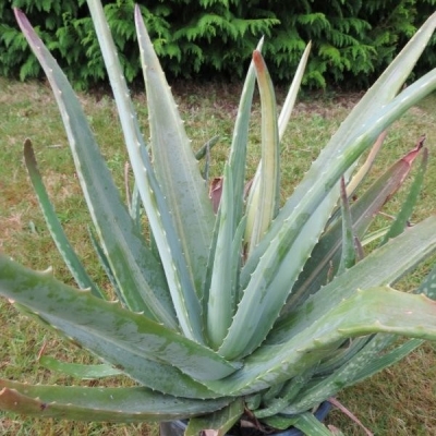 L’Aloe Vera : Une plante naturelle aux qualités exceptionnelles