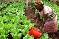 Nord : les femmes ingénieures en agriculture appelées à s&#039;investir dans l&#039;agriculture pour une valeur ajoutée