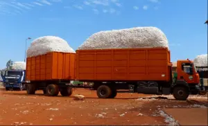 Production et transformation du Coton au Cameroun : La GIZ veut réaliser une étude d&#039;opportunités des métiers