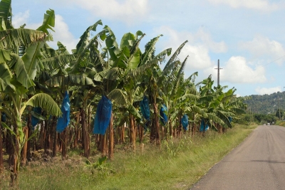 Cameroun – Filière banane: La capacité productive de la CDC plombée par la crise anglophone